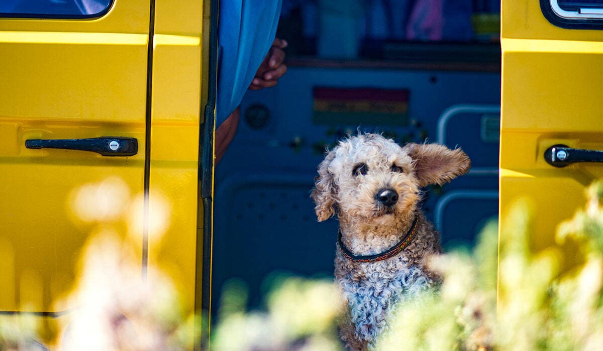 Pet taxi