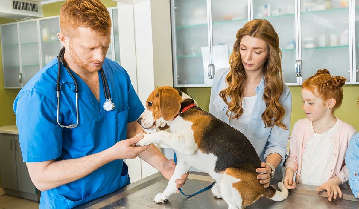 Veterinari
