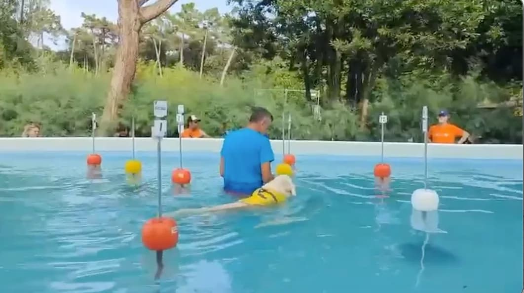 Sport cinofili acquatici: Speed Water, Freestyle e Splash Dog